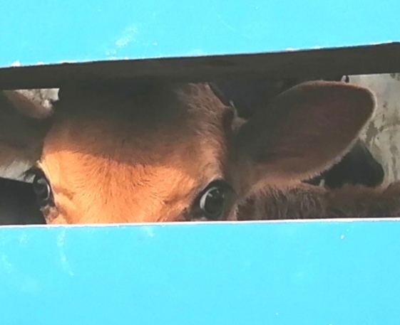 Averting Our Gaze – Transportation An Ordeal For Slaughterhouse Animals
