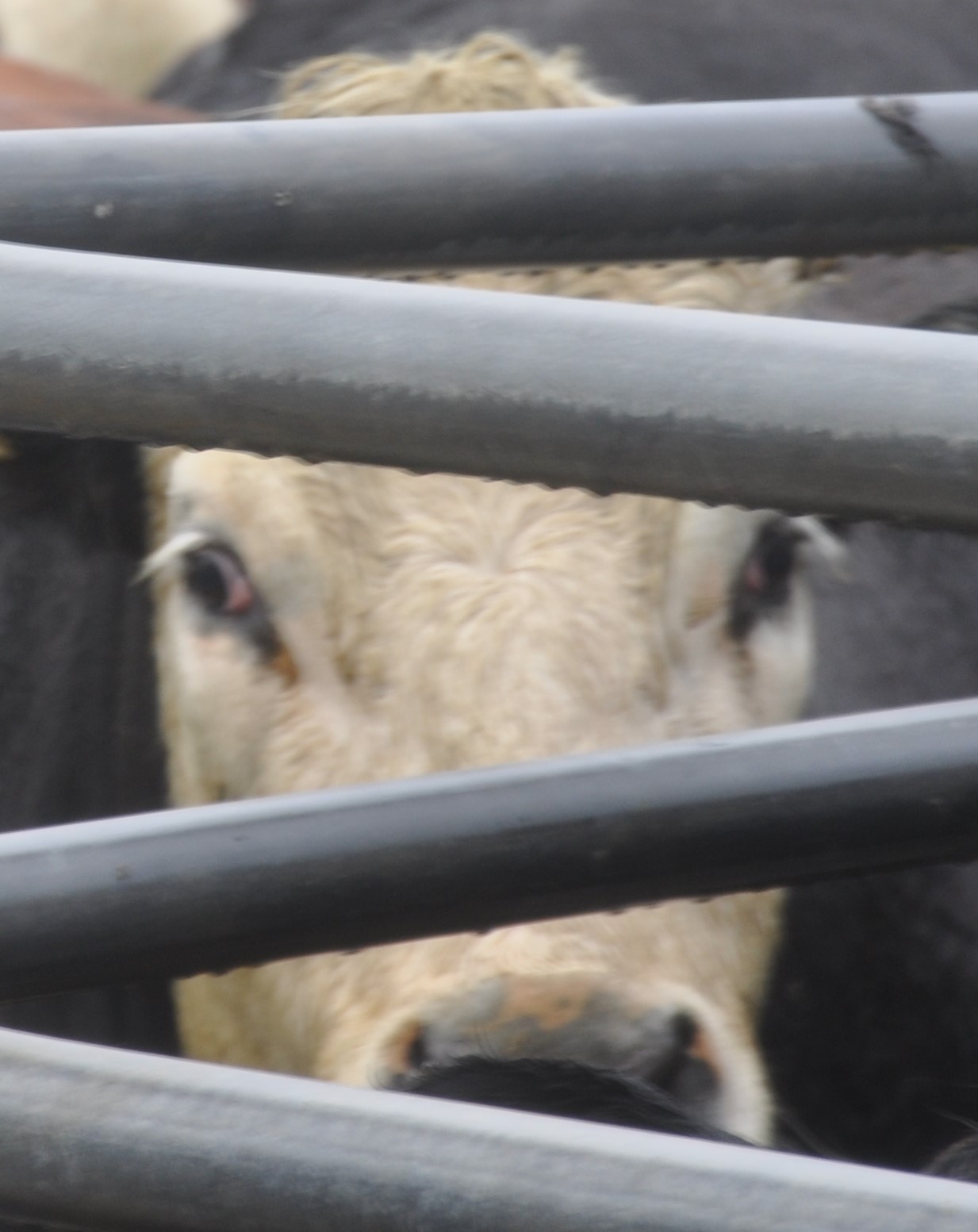 SLAUGHTERHOUSE VIGIL, Whanganui, NZ, 14 November, 2019