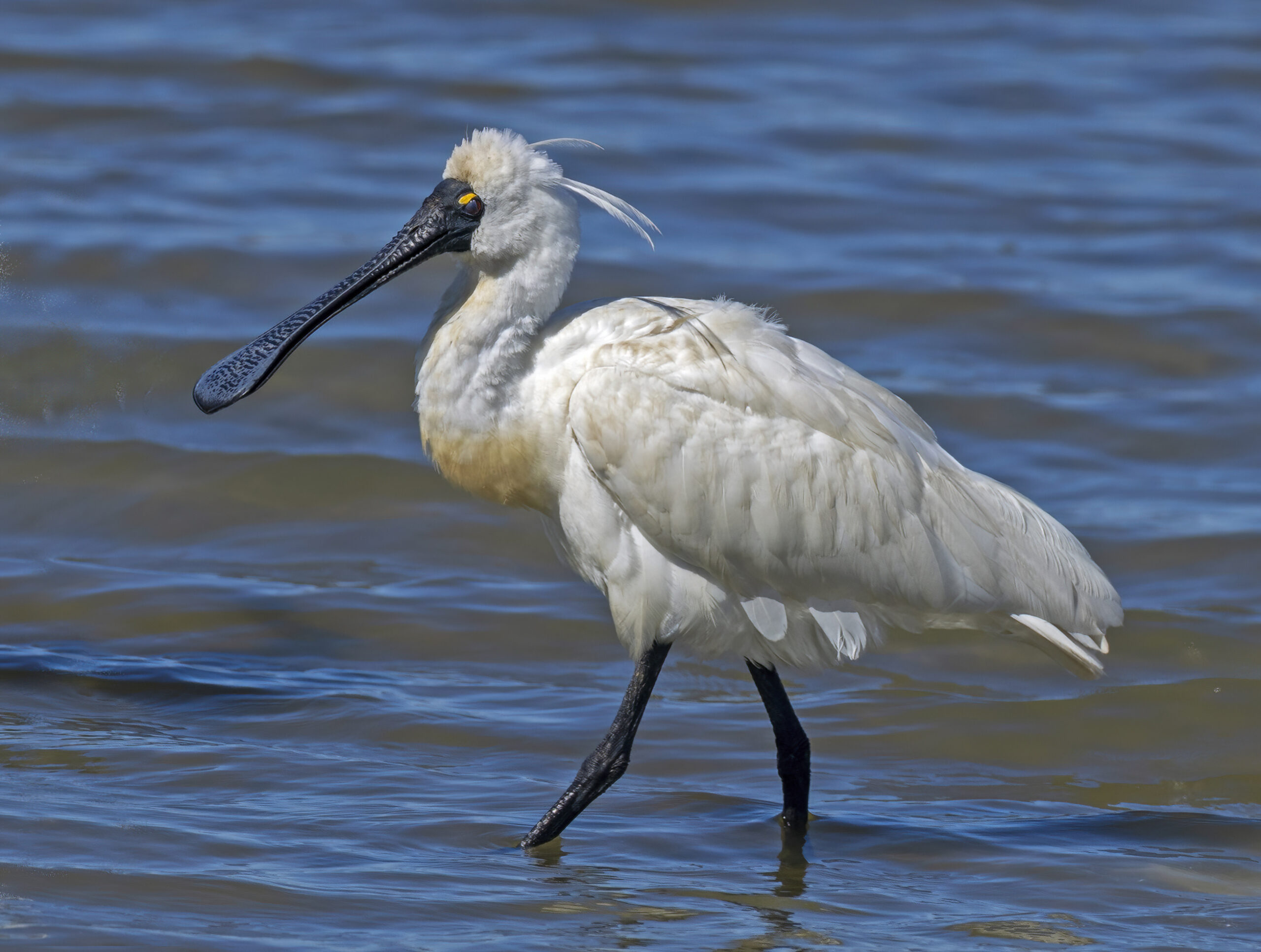 Kōtuku-ngutupapa: DR SEUSS-LIKE BIRD DOING WEIRDLY WELL, by Christine Rose
