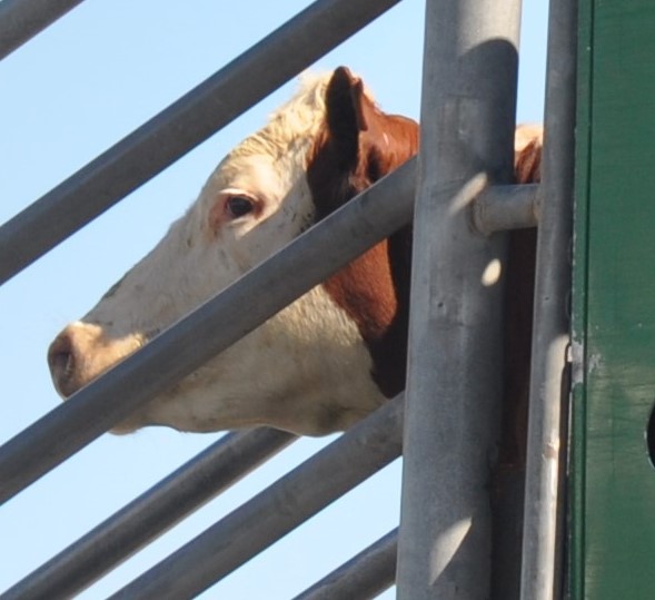 SLAUGHTERHOUSE VIGILS, Whanganui and Christchurch (NZ), 13 October, 2019