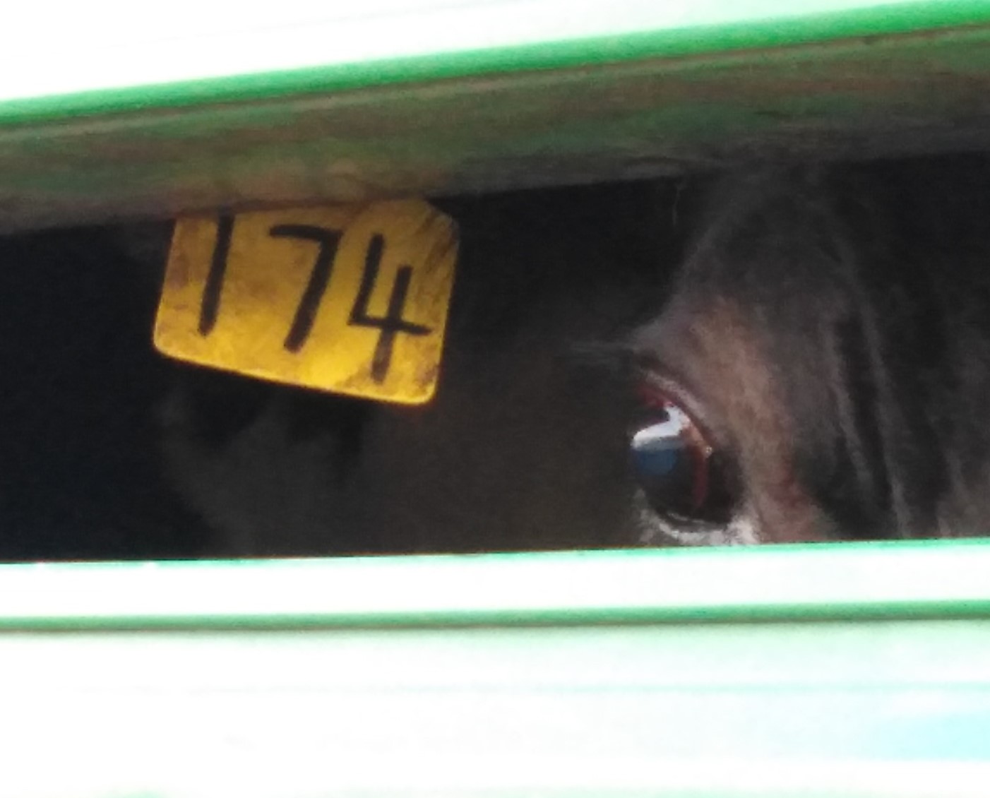 Slaughterhouse Vigil, Land Meats, Whanganui, 22 September, 2019
