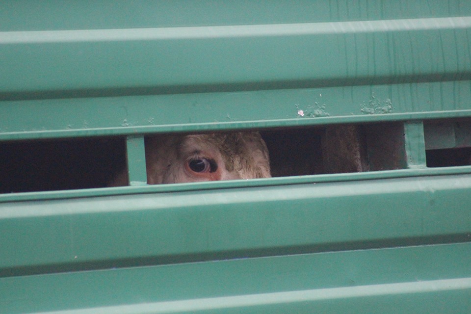 Death By A Thousand Cuts – How we Make Farmed Animals Suffer In The Slaughter Process