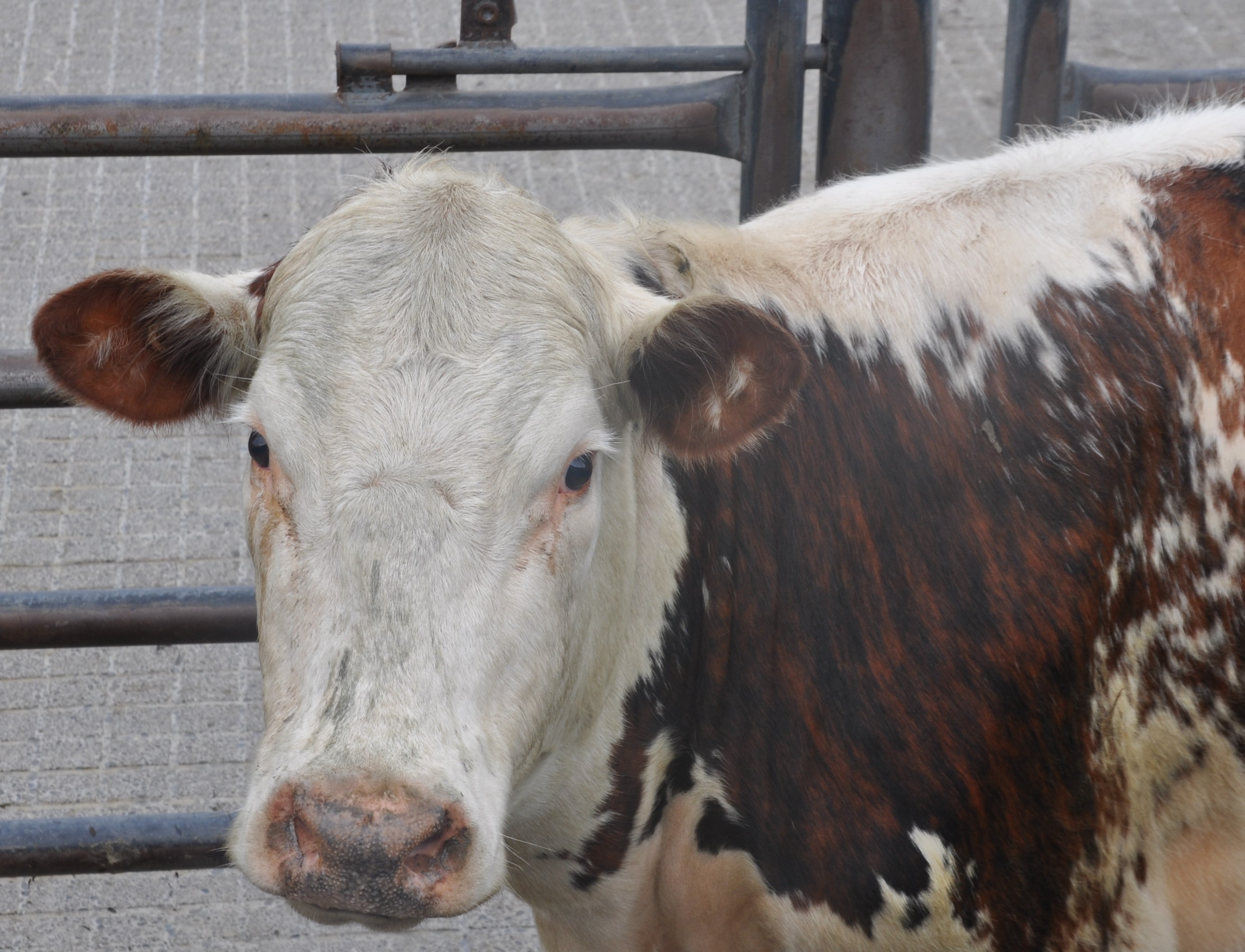 SLAUGHTERHOUSE VIGIL, LAND MEATS WHANGANUI, NEW ZEALAND