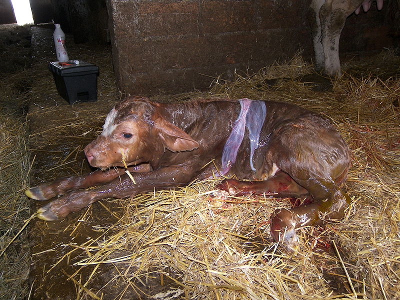 Debbie Nelson: ‘Life and Death on a Dairy Farm’