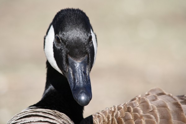 Geese culls are not the answer: Grace taught me this