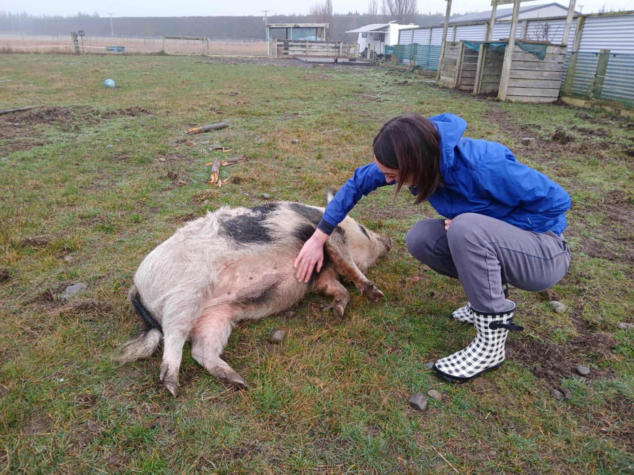 Animals are here with us, not for us: A shift in perspective