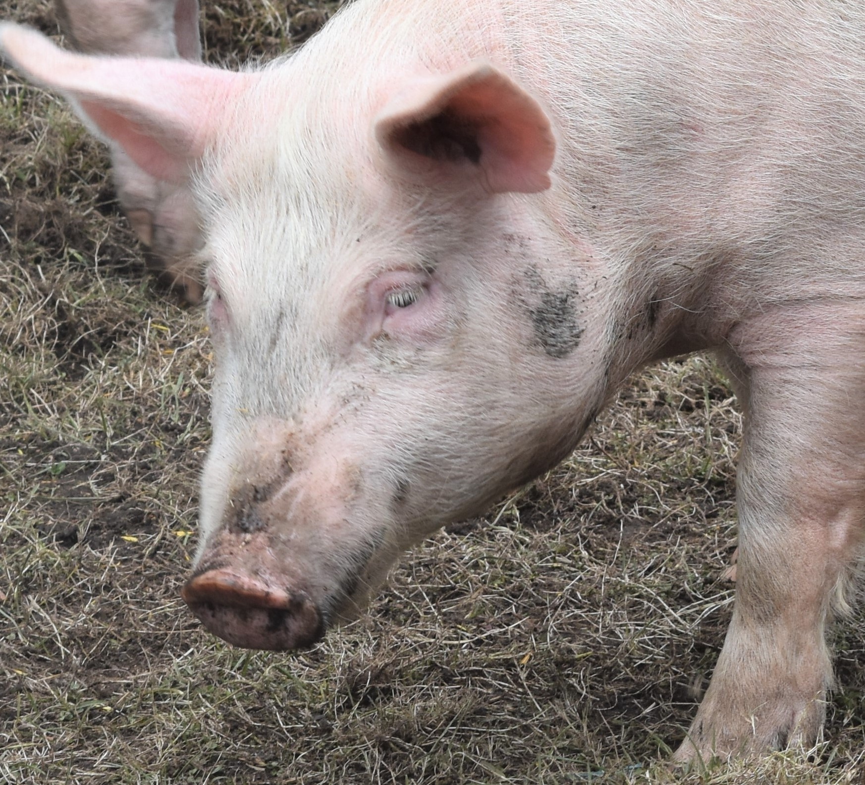 Cows understand ‘Cow’, Pigs understand ‘Pig’