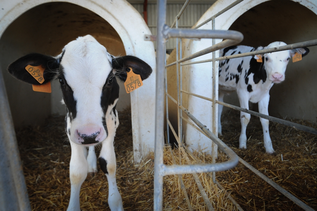 How do we justify the pain we put farmed animals through?