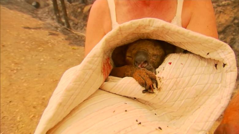 When silent animals cry out in pain…