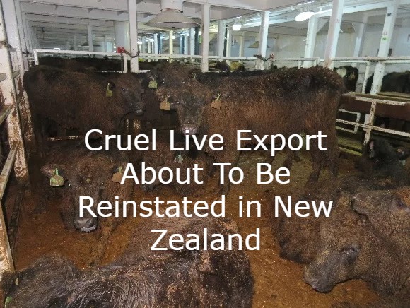 How You Can Help To Prevent New Zealand Live Export Being Reinstated