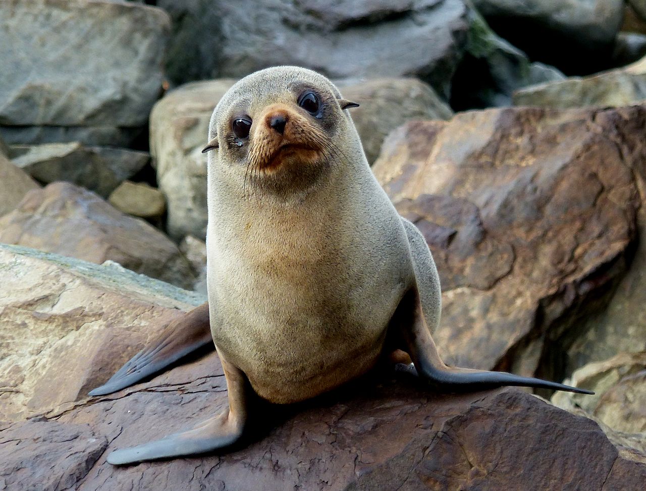 Seal decapitation – all animal slaughter is cruel and unjust