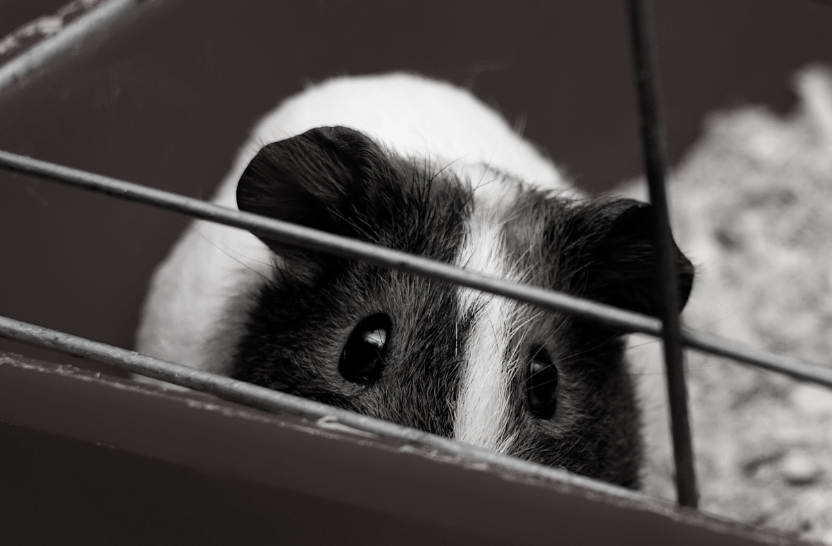 Q&A: Tara Jackson, Executive Director, New Zealand Anti-Vivisection Society
