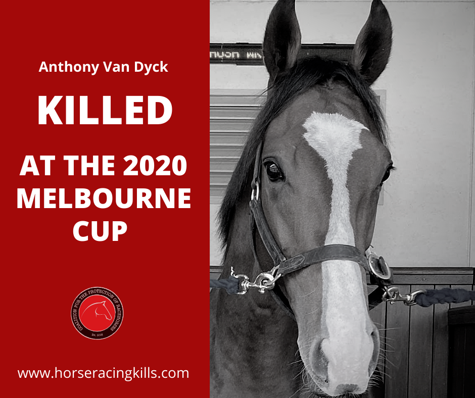 CT Scans For International Horses in Melbourne Cup