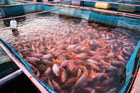 Aquaculture : mass torture for sentient fishes