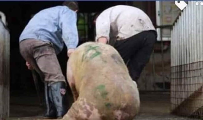 Dog and Pig: Speciesism explained