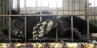 Bear Bile Farming – The Worst Form of Animal Cruelty