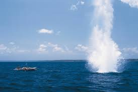 Slaughterhouses of the Sea Series: 1: Death by Bombing