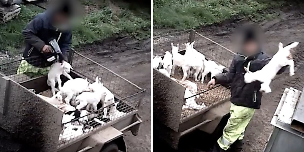 DEATH, MUTILATION AND DISEASE – THE REALITY OF GOAT MILK FARMING
