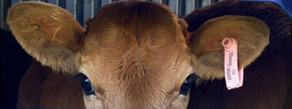 DAILY OFFERINGS – Reflections on Dairying