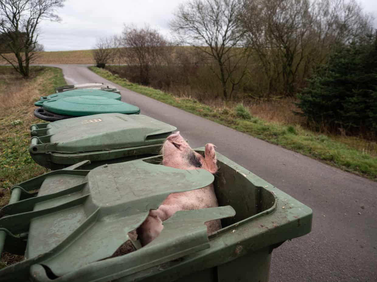 Mega farms in Europe affecting well-being of neighbours