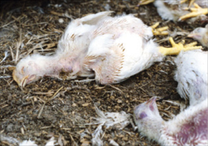I am Meat Chicken