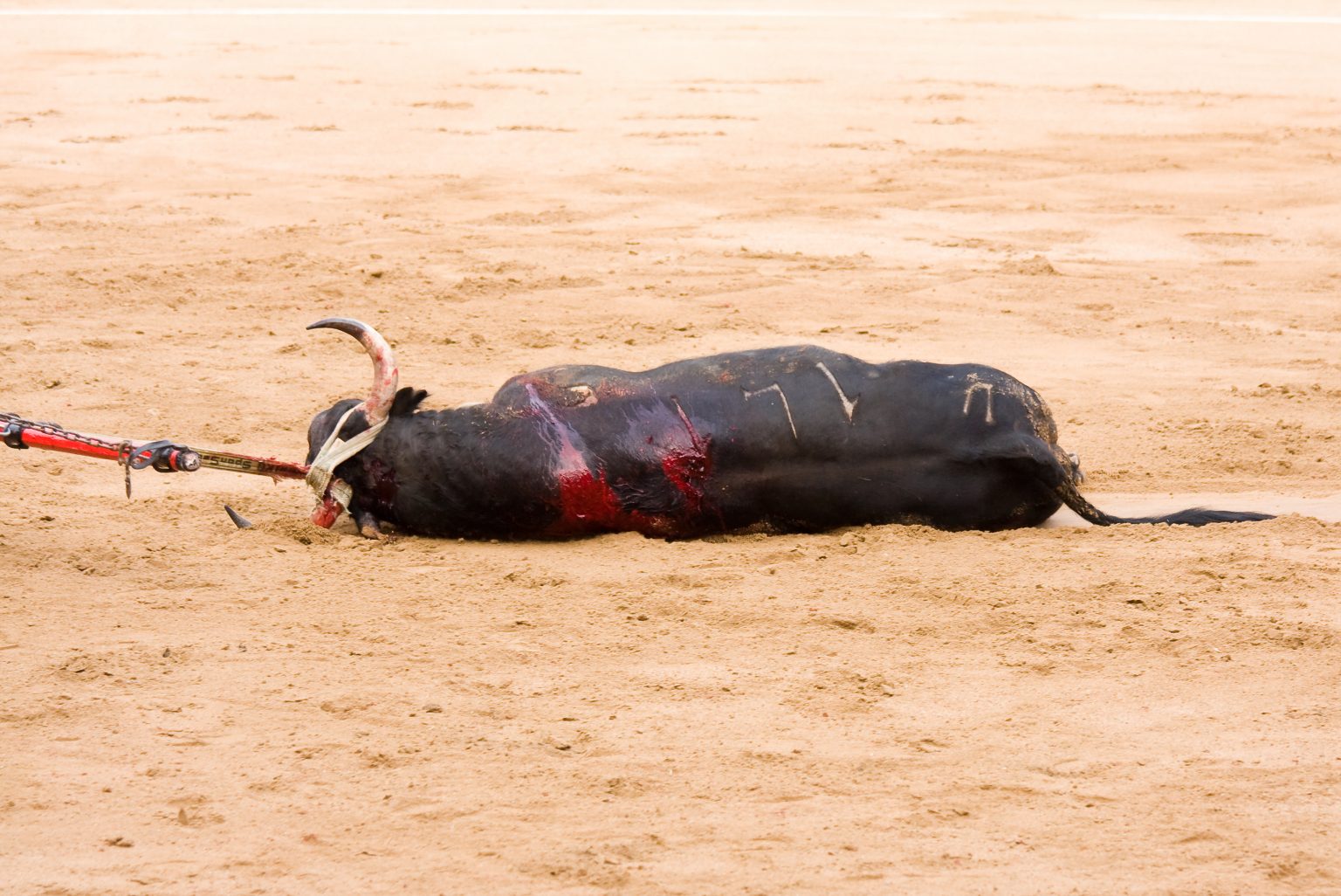 Bullfighters Want Handouts In Covid Environment! Sign Petition.
