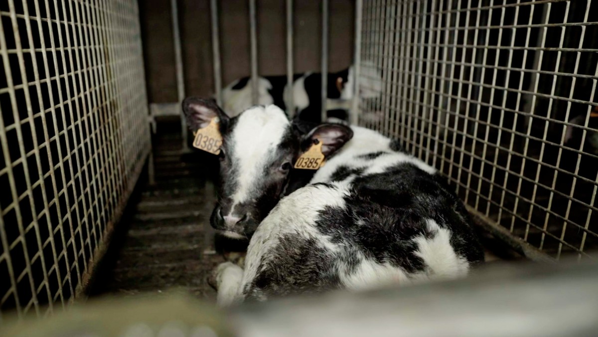 Calves necks ‘sawed’ in French slaughterhouse