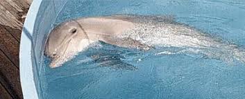 April 14 – the day we remember dolphins