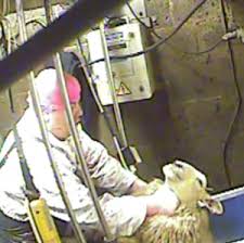 Should CCTV cameras be mandatory in slaughterhouses?
