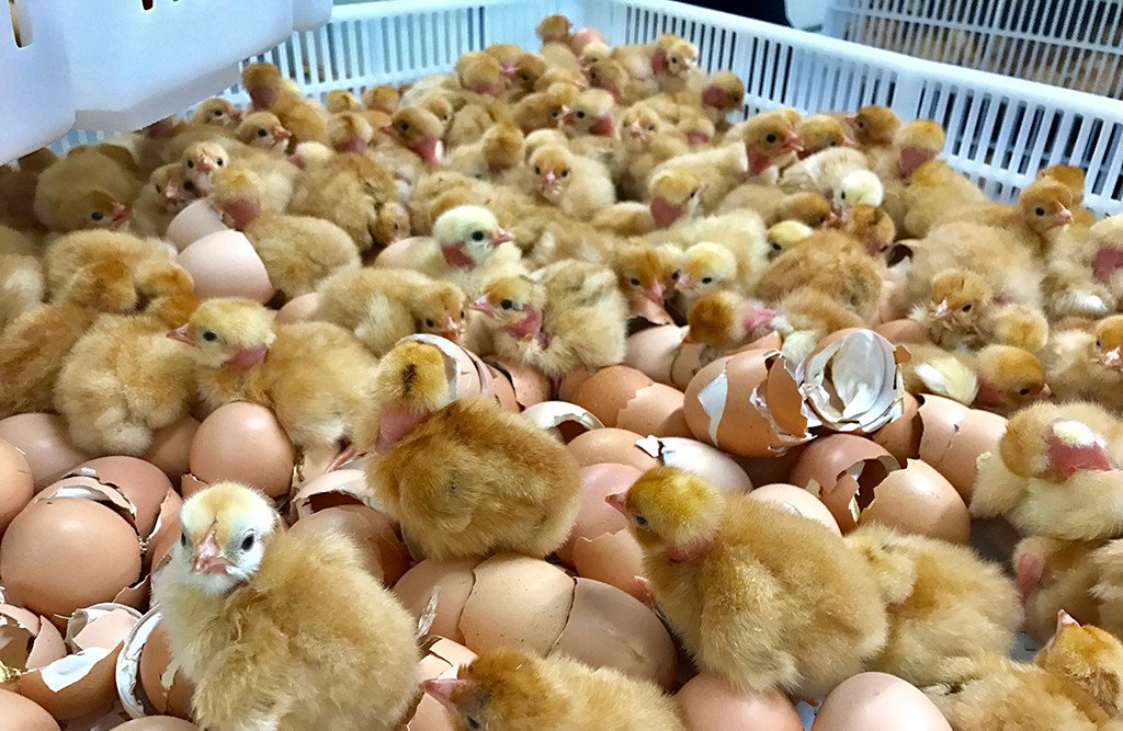 From Hatchery to Slaughterhouse – Born to Suffer and Die for our Food