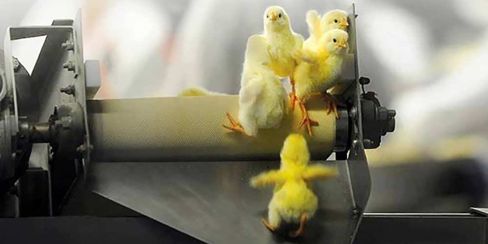 Commercially produced free-range eggs come at a terrible price