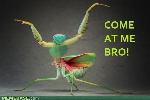 Do Insects Feel Emotions?