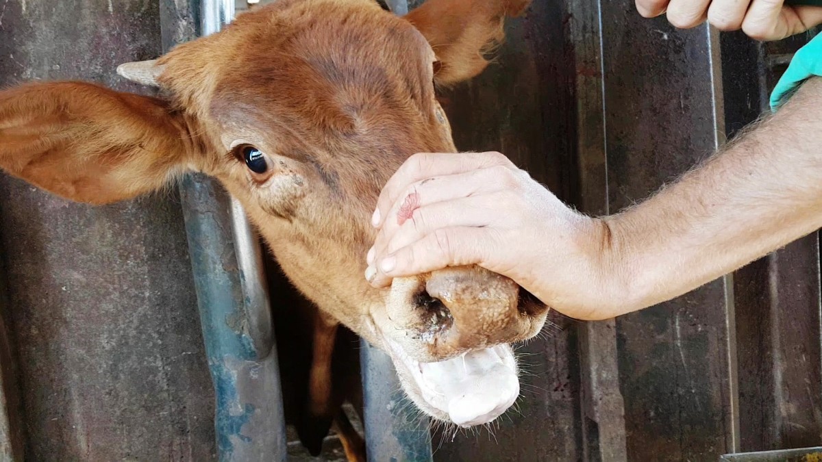 FARMING IS ‘A NUMBERS GAME’