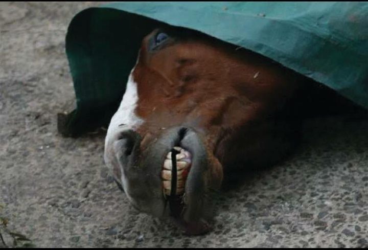 ‘You’re Going To Die You Maggot!’ – Stark Realities About The Horseracing Industry