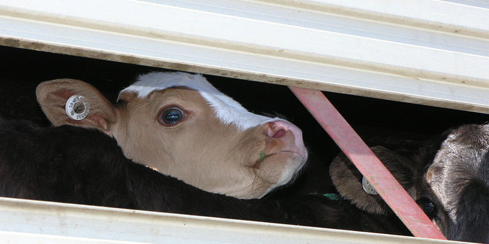 ‘I Wish I Had Given Up Dairy Sooner’