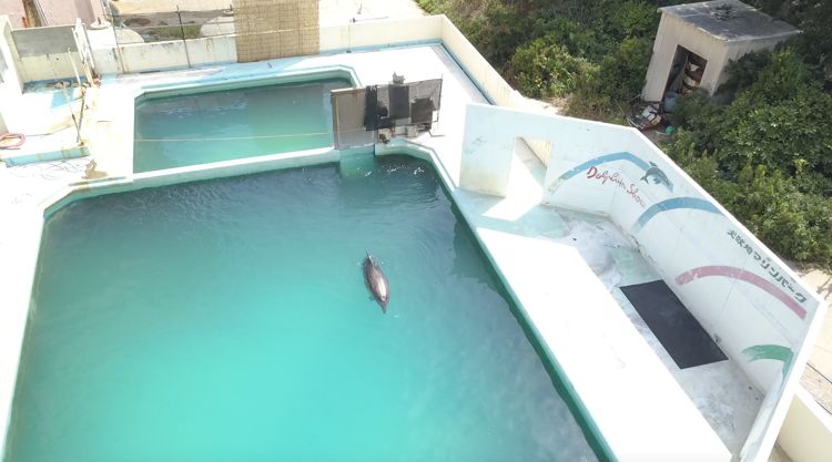 The Death of the World’s Loneliest Dolphin