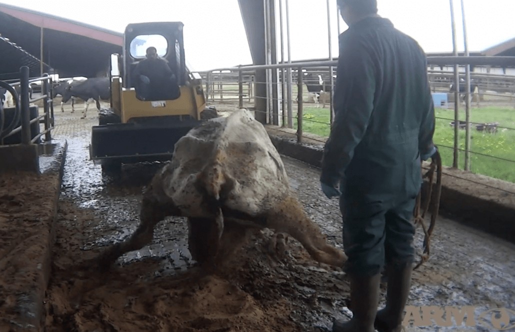 Extreme cruelty to cows documented at large Texas ‘organic’ dairy farm