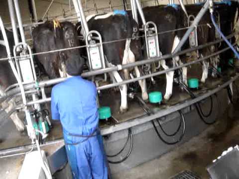 New Zealand Government Fails To See The Writing On The Wall For Animal Agriculture
