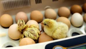 The Most Abused Animal On The Planet – The Chicken