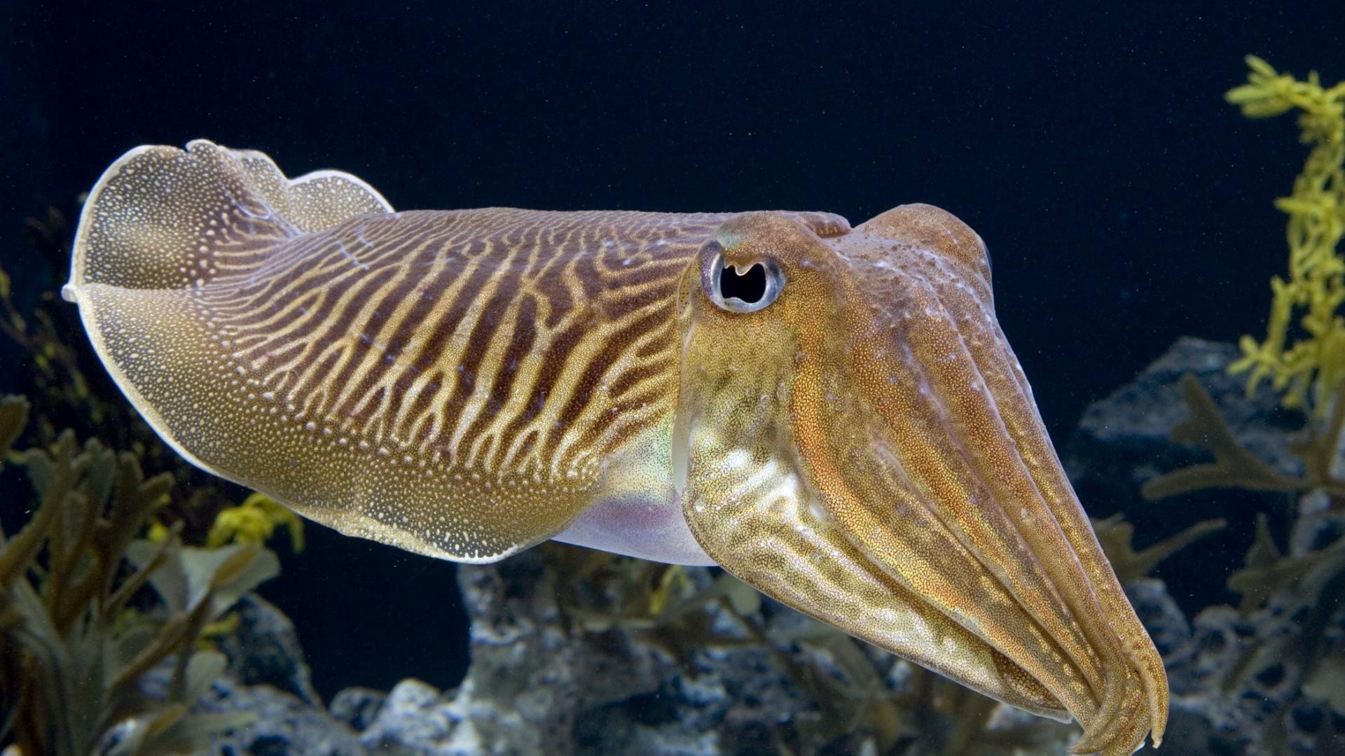 THERE’S AN INTELLIGENT BEING IN THAT SQUISHY BODY: CUTTLEFISH PASS TEST DESIGNED FOR CHILDREN