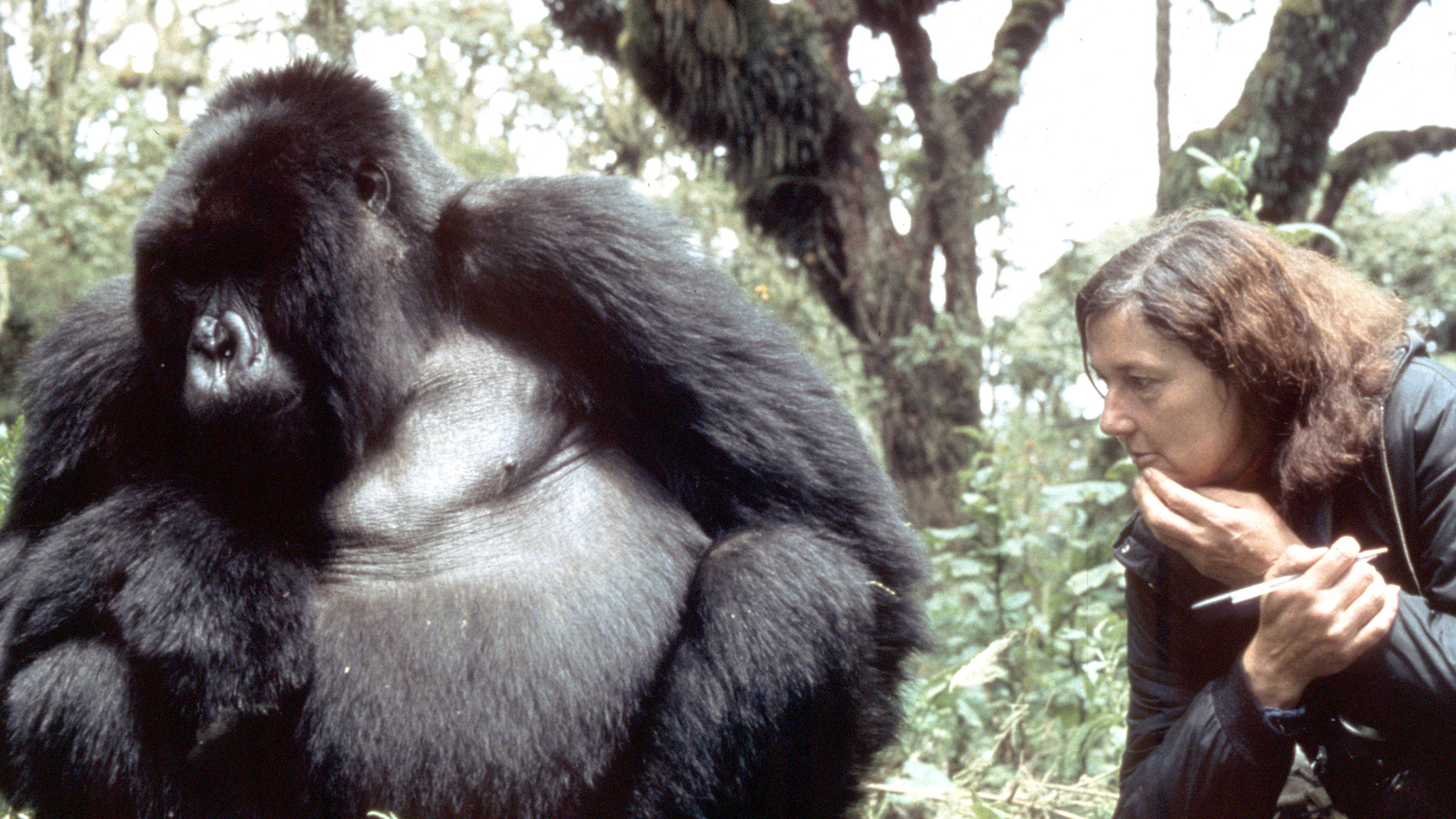 Voices For Animals Across The Years: Dian Fossey