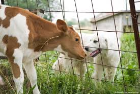 Speciesism and Double Standards in the Veterinary Profession: It’s Time For Change