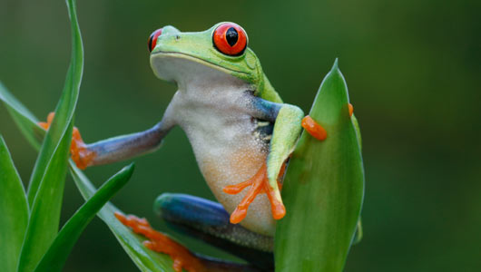 The Unbelievable Cruelty of Factory Frog Farming