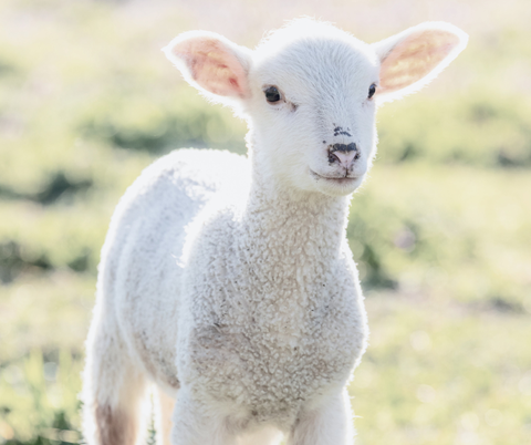 ‘A Lamb To Slaughter.’ A Short Story by Lily Carrington