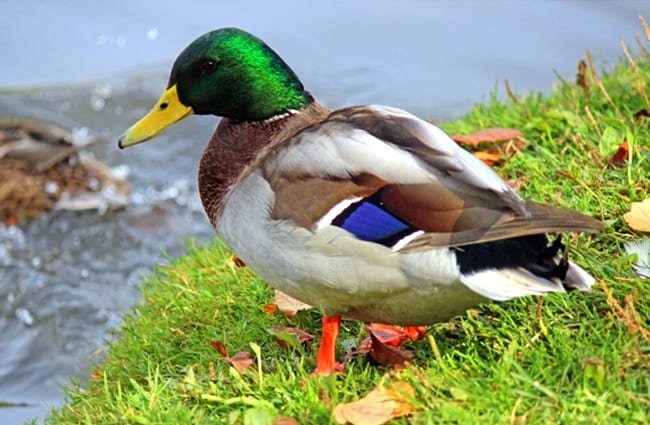 Duck Shooting Season A Licence To Kill Endangered Native Species