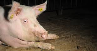 There is no such thing as an ethical carnivore