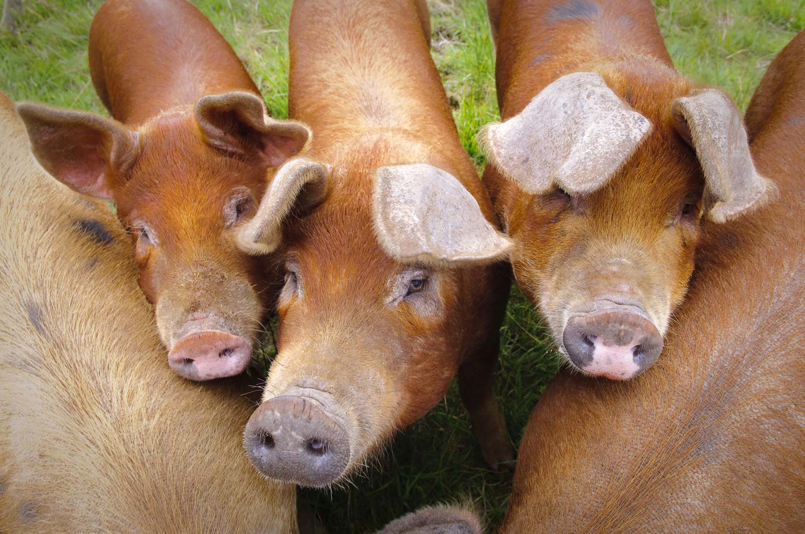 Our Relationship With Animals Is Dysfunctional: What’s The Answer?