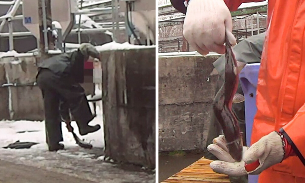 A Sea Of Suffering: The Cruel Reality Of Salmon Farming