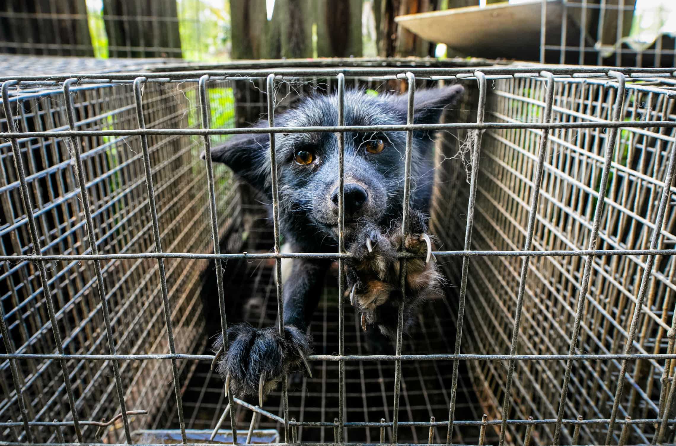 An Indictment Of What Is And Should Never Again Be – The ‘Invisible’ Animals In Our Lives
