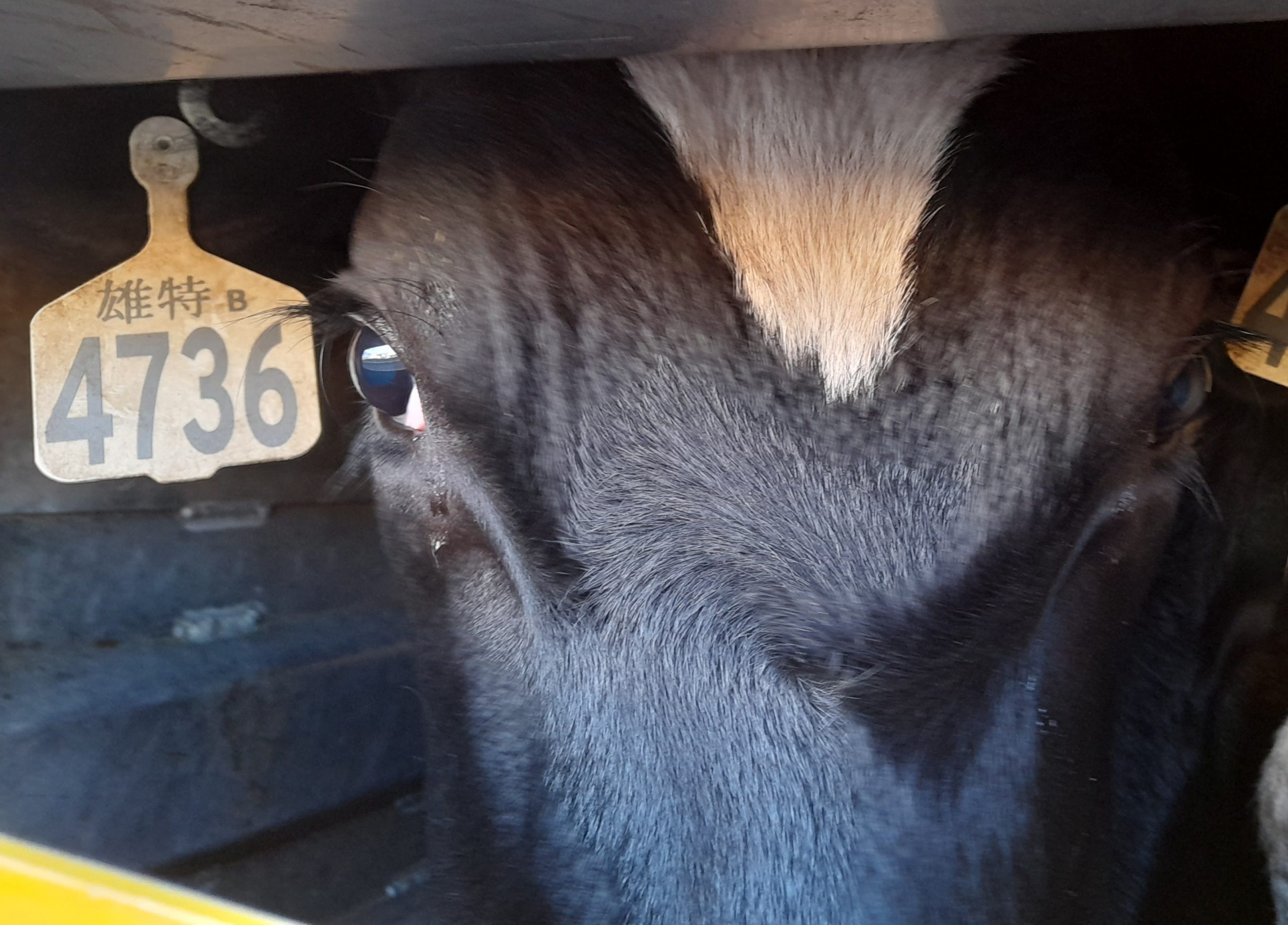 WIDESPREAD WELFARE ISSUES SHOW NEW ZEALAND SHOULD BAN LIVE EXPORT IMMEDIATELY